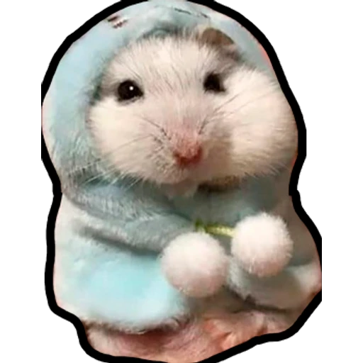 Hamsters Memes