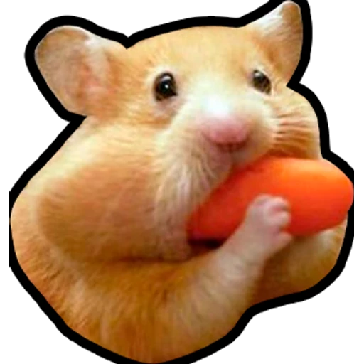 Hamsters Memes