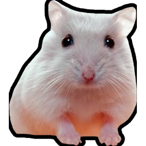 Hamsters Memes