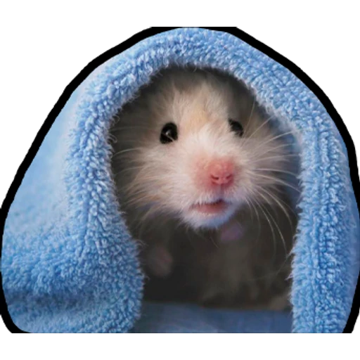 Hamsters Memes