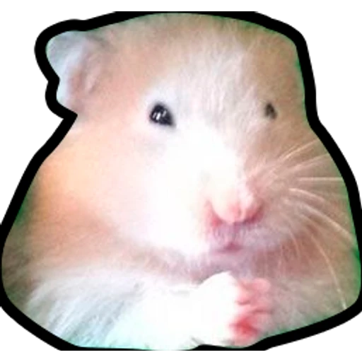 Hamsters Memes
