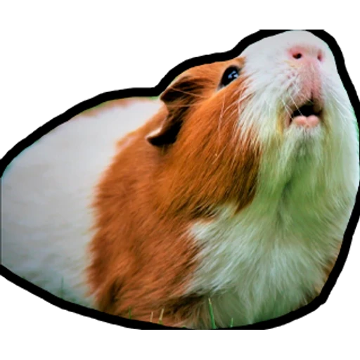 Hamsters Memes preview