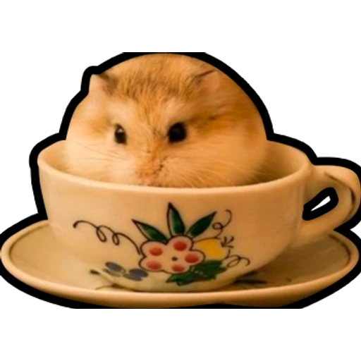 Hamsters Memes