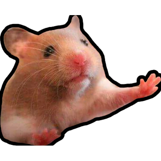 Hamsters Memes