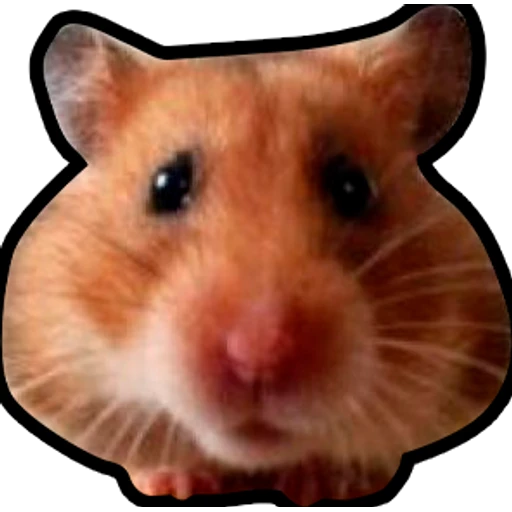 Hamsters Memes