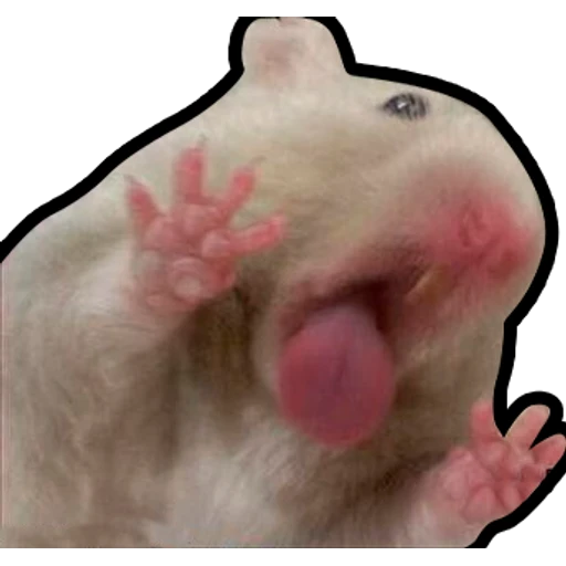 Hamsters Memes