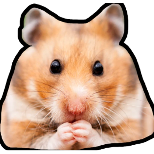 Hamsters Memes