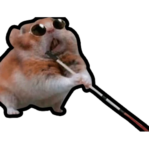 Hamsters Memes