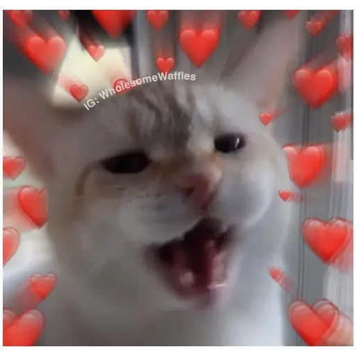 hearts