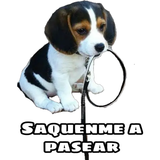 Maldito Covid