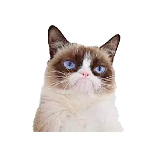 Memes para WhatsApp preview