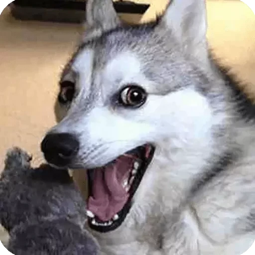 notjustdogs