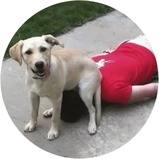 notjustdogs