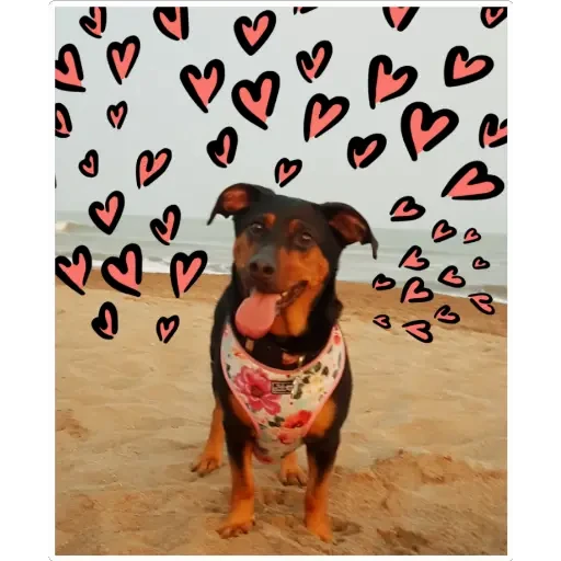 notjustdogs