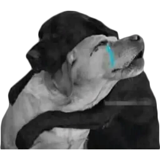 notjustdogs preview