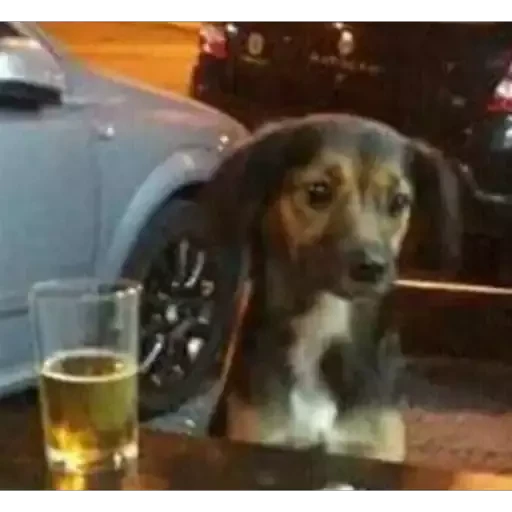 notjustdogs