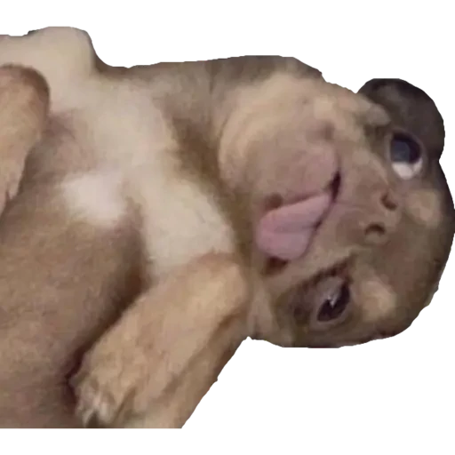 notjustdogs