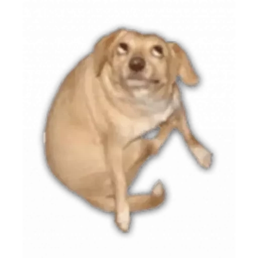 notjustdogs preview