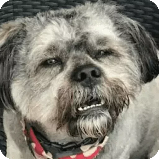 notjustdogs