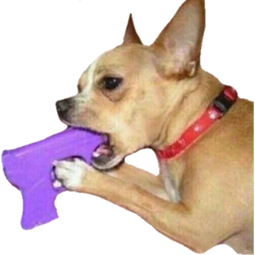 Perritos