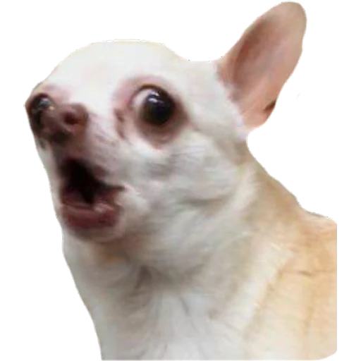 Perritos