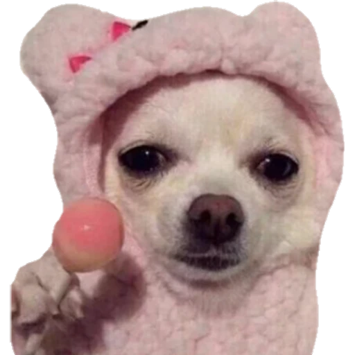 Perritos