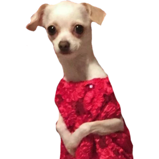 Perritos