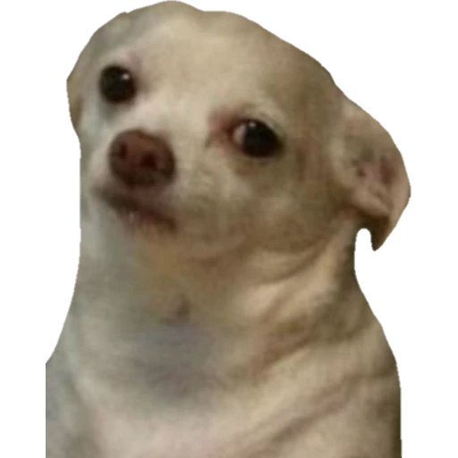 Perritos