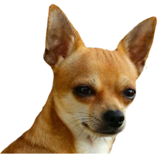 Perritos