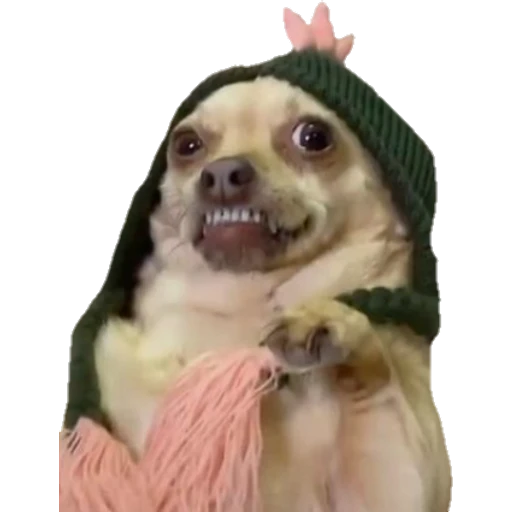 Perritos