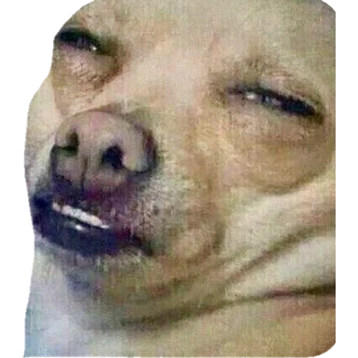 Perritos