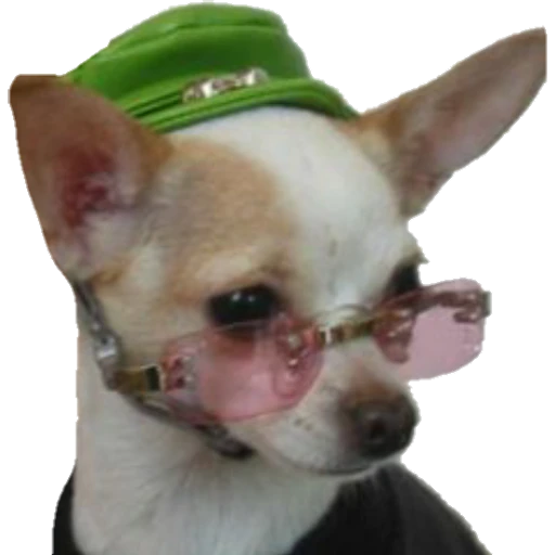 Perritos