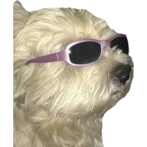 Perritos preview