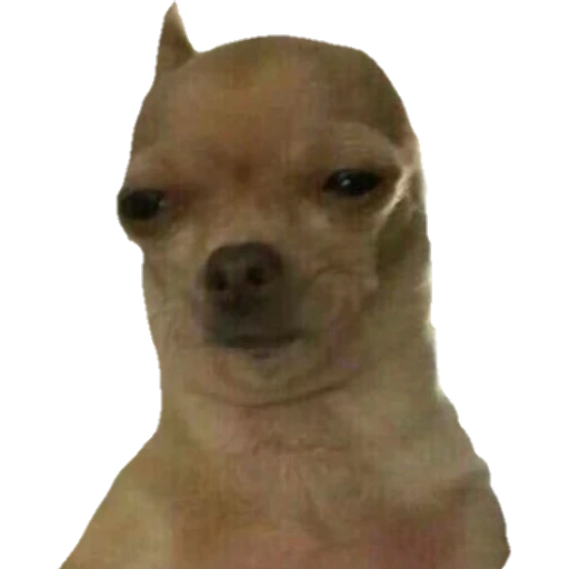 Perritos