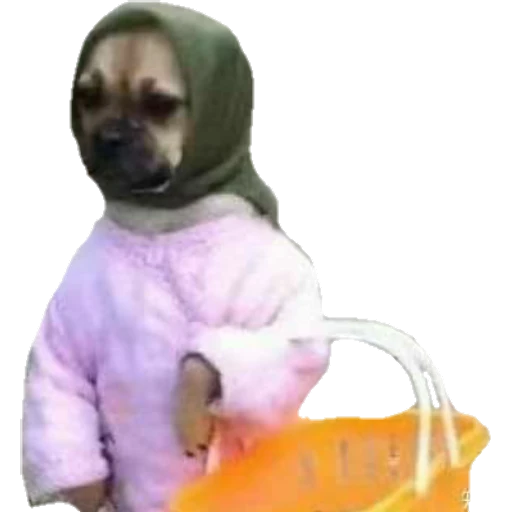 Perritos
