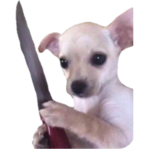 Perritos