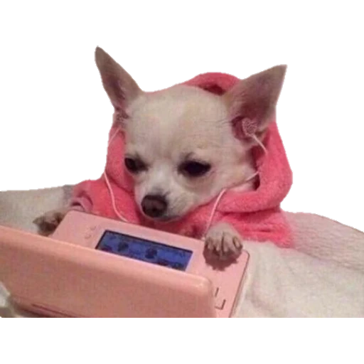 Perritos preview