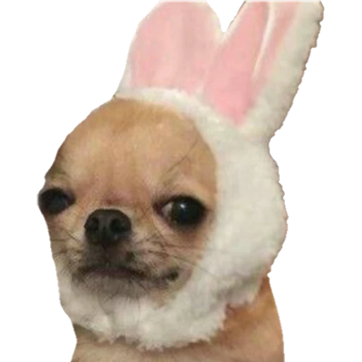 Perritos