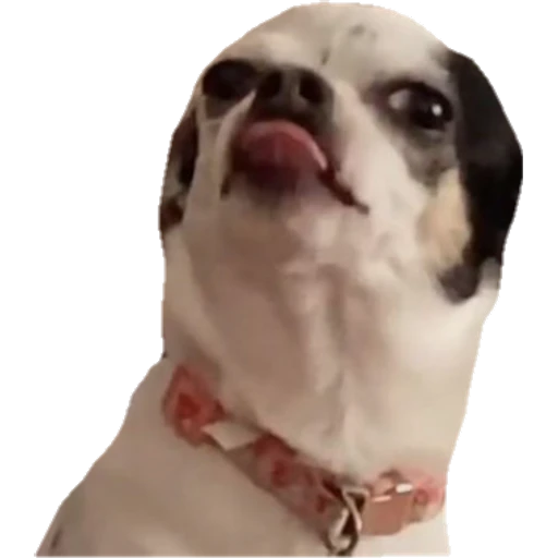Perritos