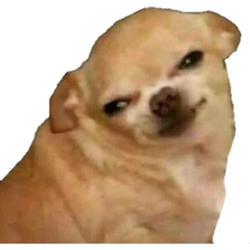 Perritos