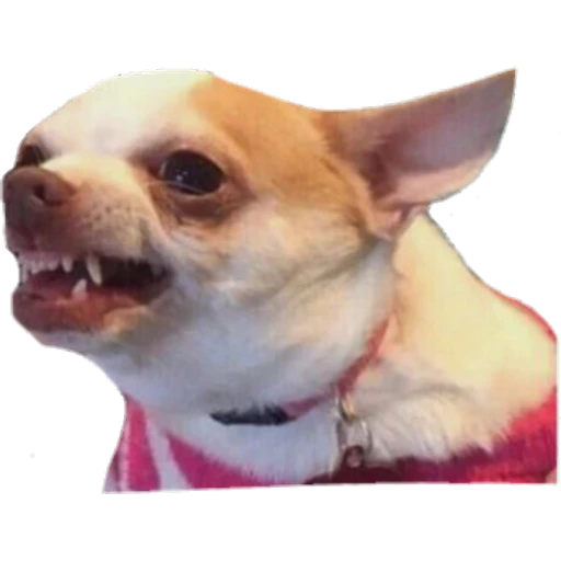 Perritos preview