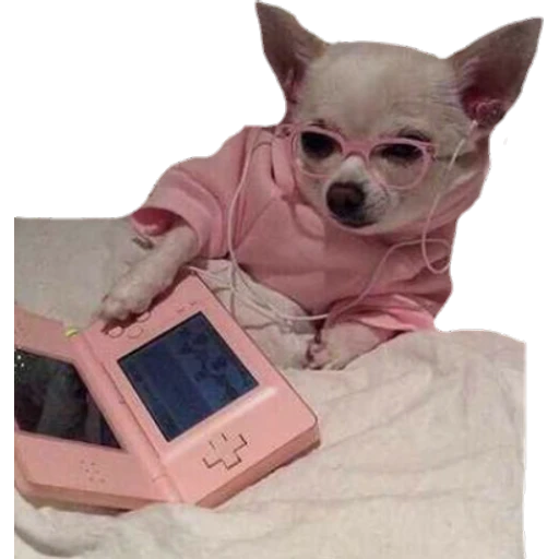 Perritos
