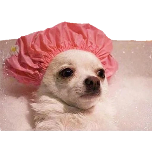 Perritos