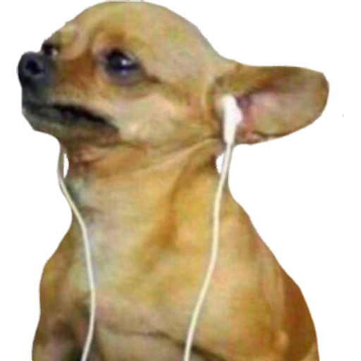 Perritos