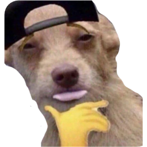 Perritos preview