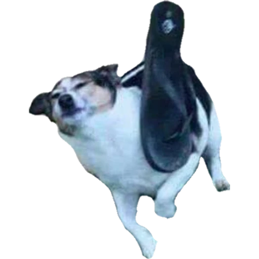 Perritos