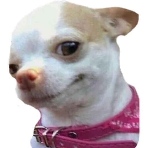 Perritos
