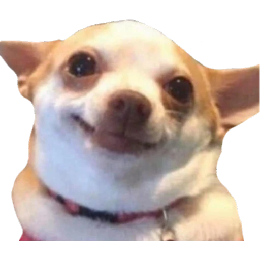 Perritos