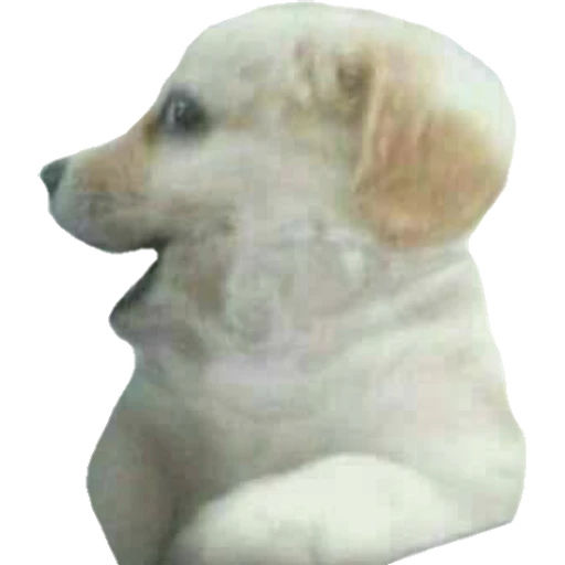 Perritos