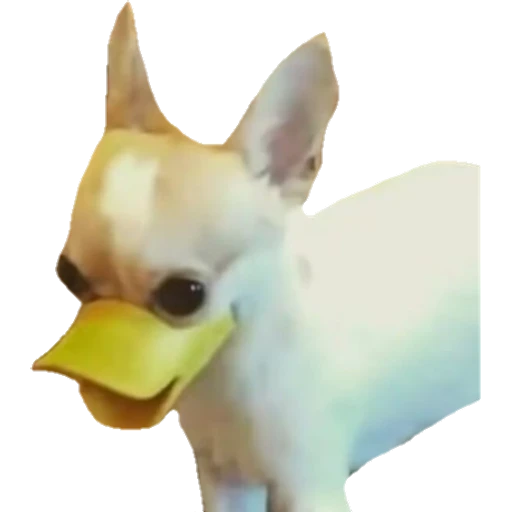 Perritos